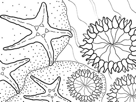 Sea Star Coloring Page At Free Printable Colorings