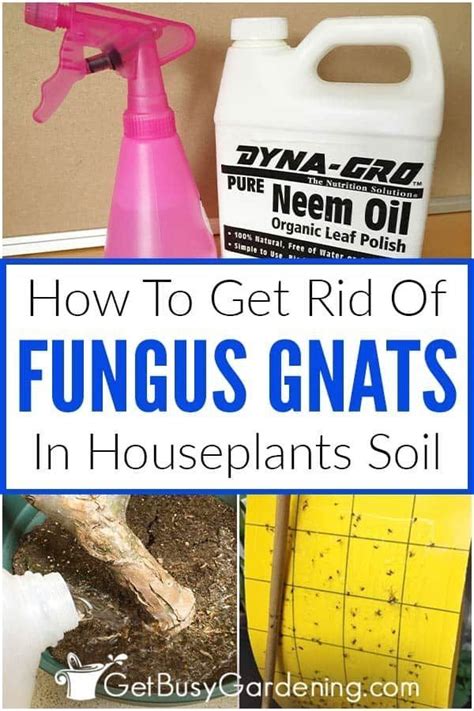 How To Get Rid Of Fungus Gnats In Houseplants Soil Get Busy Gardening