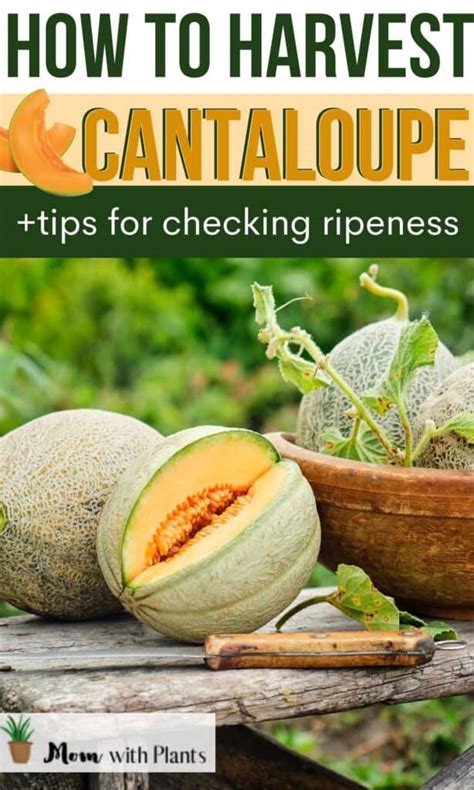 Harvesting Cantaloupe 101 How And When To Pick Mom With Plants