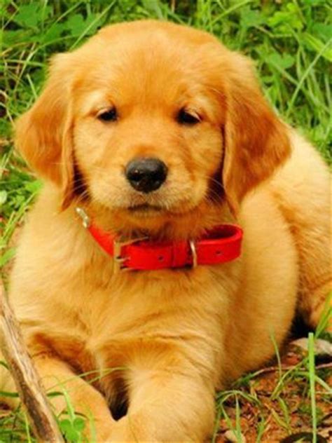 The parents have had their (prelim and/or final) tests done on heart, eyes, hips and elbows! Golden Retriever Puppy with a Red Collar | Golden ...