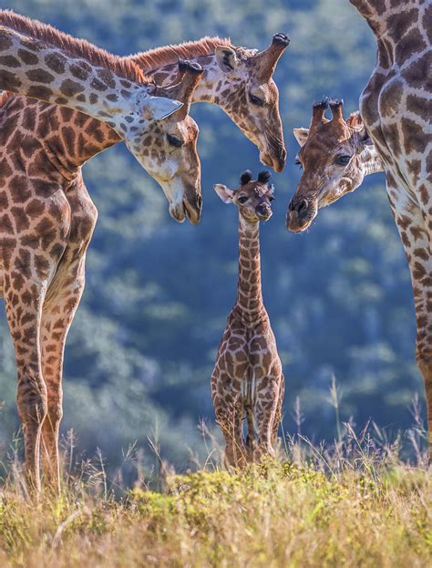 When To See Baby Wild Animals On Safari Kariega