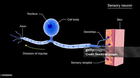 Conceptual Image Of A Sensory Neuron High Res Vector Graphic Getty Images