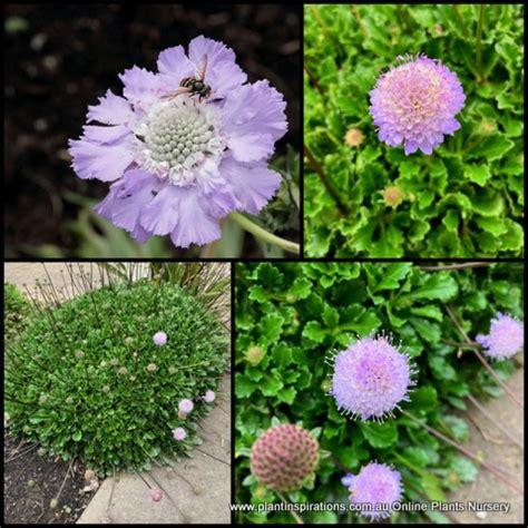 Pincushion Flower Soft Bluemauvepurple X 1 Plants Groundcover