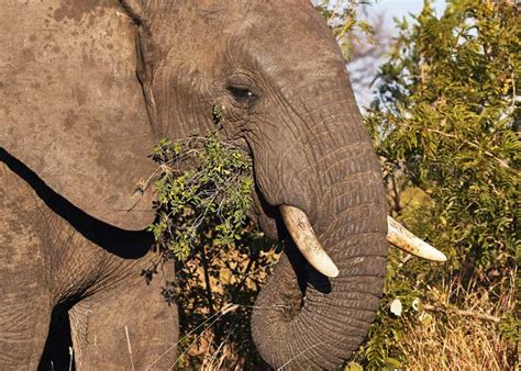 What Do Elephants Eat? All 3 Species: Food, Water, Milk | Storyteller