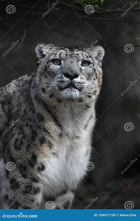 Close Up Portrait Of Snow Leopard Stock Photo Image Of Camera Close