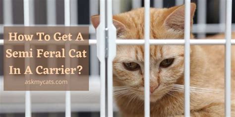 How To Get A Semi Feral Cat In A Carrier Time To Trap Your Kitty