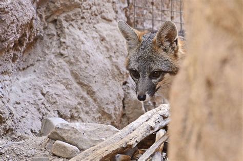 Grey Fox Desert Museum Tucson Az Fox Grey Fox Tucson Az