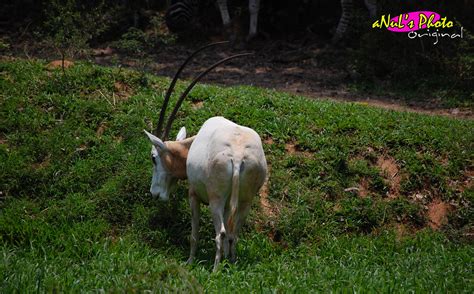 Metal / metalcore kuala lumpur, my. Kambing Gurun | Shot taken while I'm on the kinda-bus ...