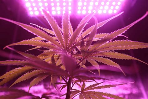 Best Led Grow Lights For Cannabis In Canada 2020 Review