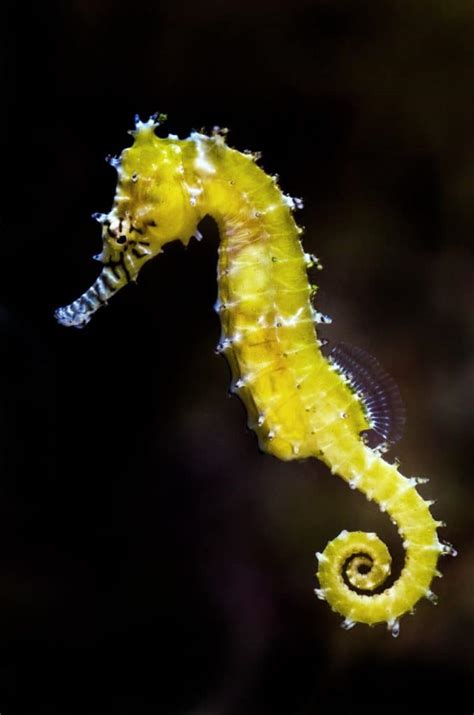 Freshwater Seahorse How To Care For The Non Marine Species