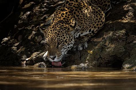 Hd Wallpaper Water Thirst Predator Jaguar Drink Wild Cat