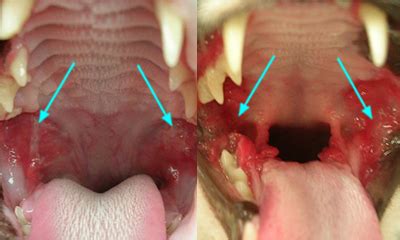 The paste is applied to the teeth without scrubbing. Feline Stomatitis - Veterinary Dental Center - Oral ...