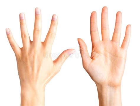 Ajuste Das Mãos Da Mulher Que Mostram Cinco Dedos E Palma Imagem De Stock Imagem De Corpo