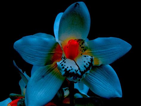 Blue Orchid Is This Really This Color Blue In Flower