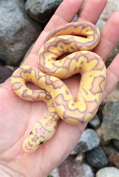 Cool Looking Pastel Banana Clown Ball Python This Is The Cutest