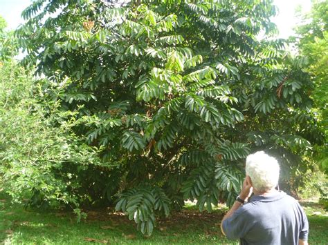 Longans are evergreen trees with dense, dark green foliage and corky bark. Forum: FIJIAN LONGAN