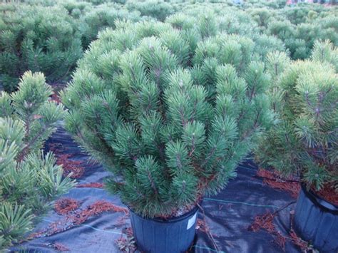 Branches grow upward and are often described as candles. Baker Lake Nursery - Products - Evergreen Shrubs Minnesota ...