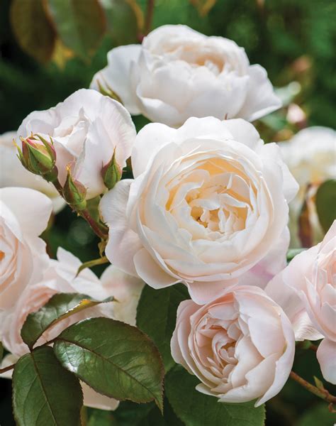 Viimeisimmät twiitit käyttäjältä david austin roses (@daustinroses). The Romantic Quest of David Austin Roses - Victoria Magazine