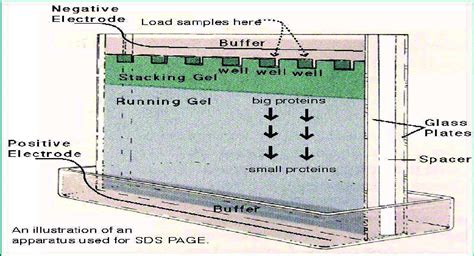 What is native page 4. An illustration of an apparatus used for SDS-PAGE ...
