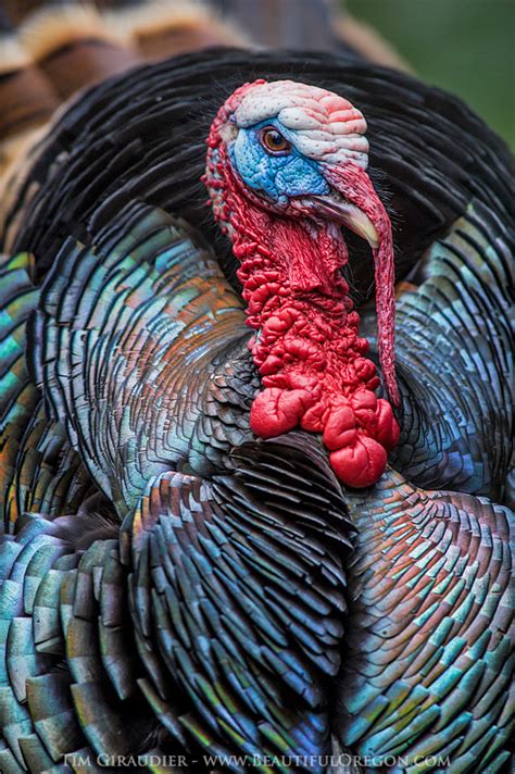 Wild Turkey Meleagris Gallopavo 32612 9266 Oregon Photography