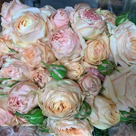 Chantilly Lace Garden Spray Roses L Florabundance Wholesale Flowers