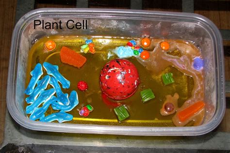 Animal Cell Project Jello Super Cute Jello Cell Model Cells Project