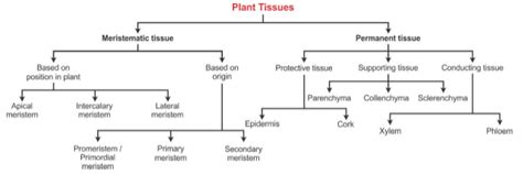 Neet Biology Anatomy Of Flowering Plants Free Notes Solved Questions