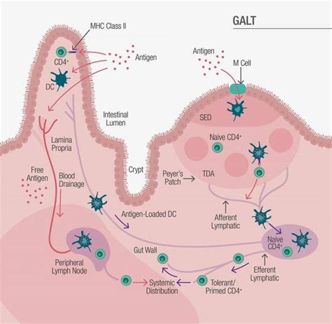 Omni Biotic Gut Immunity Connection