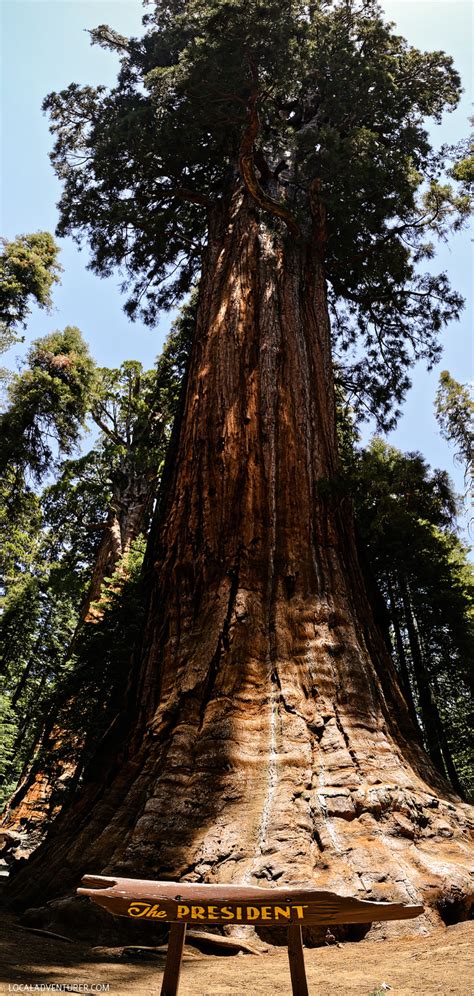 Right, general sherman is the biggest tree in the world. The President Tree - Third Largest Tree in the World