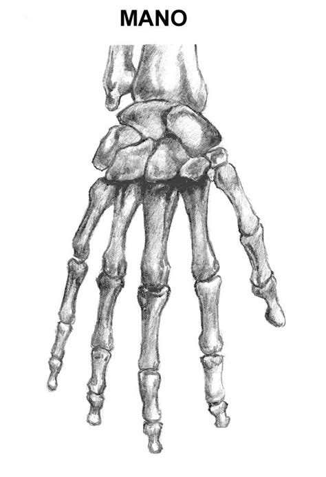 10 Manos De Esqueleto Dibujo