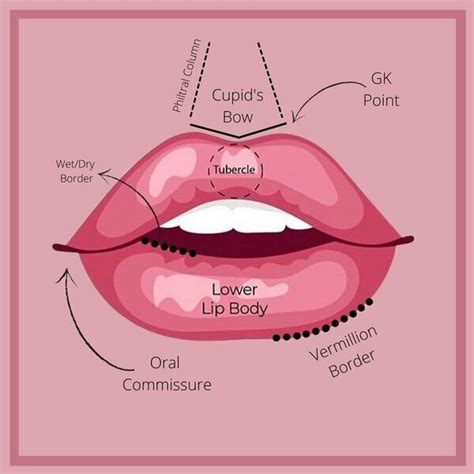 Learn Anatomy Lesson Lips The Refinery Med Spa Georgetown