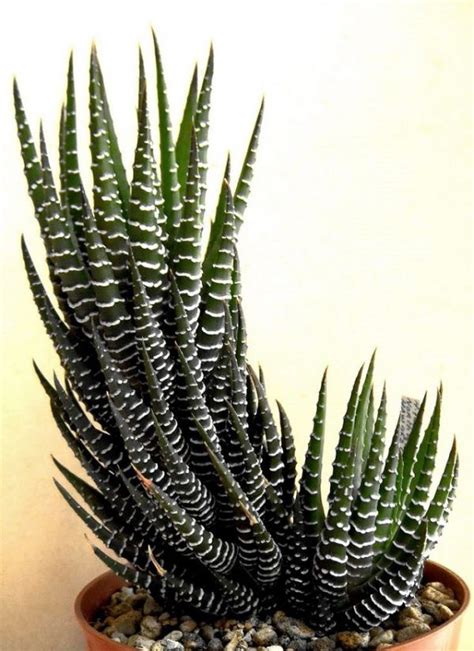Conoce sobre este hermoso cactus: Las 14 mejores suculentas de interior | TERRARIUMS ...