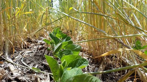 Cover Crops Gaining Ground In The U S More Farmers Growing Cover