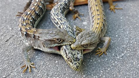 Females Having Sex With Reptiles Telegraph