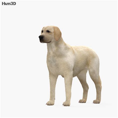 Afterload, you can adjust the size. Labrador Retriever HD 3D model - Animals on Hum3D