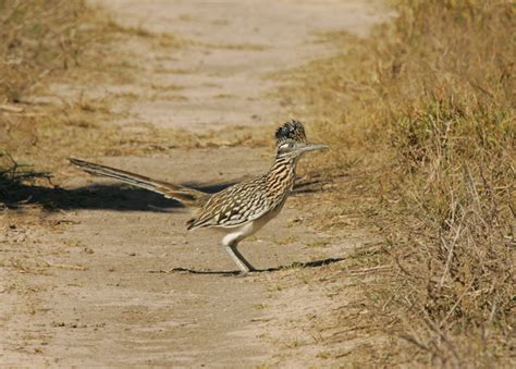 Collect, curate and comment on your files. Greater Roadrunner - Geococcyx californianus - NatureWorks