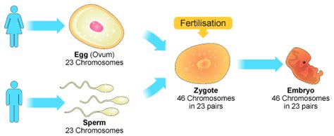Zygote is a way to refer to very young people. How many chromosomes does a zygote have? - Quora