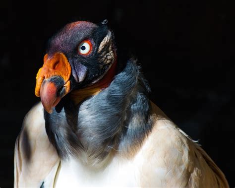 King Vulture Facts Diet Habitat And Pictures On Animaliabio
