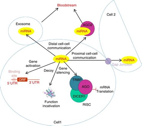 dna methylation associated silencing of tumor suppressor micrornas in cancer oncogene