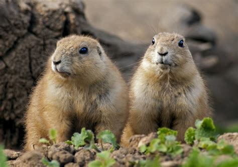 The Linguistic Genius Of Prairie Dogs Animal Cognition