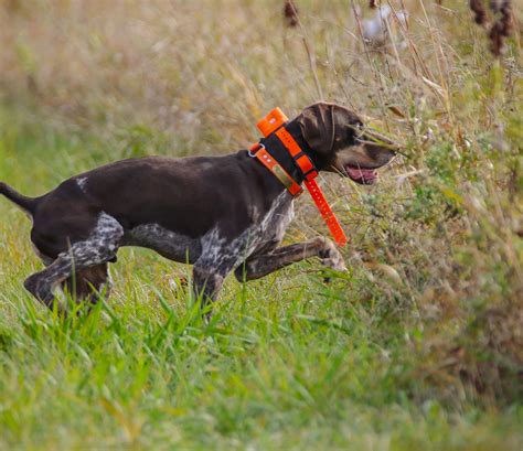 Puppy And Basic Gun Dog Training Northern Plains Outfitters