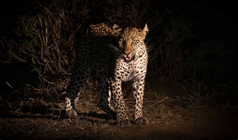 Tips To Photograph Wildlife On A Night Safari In Africa Nature Ttl