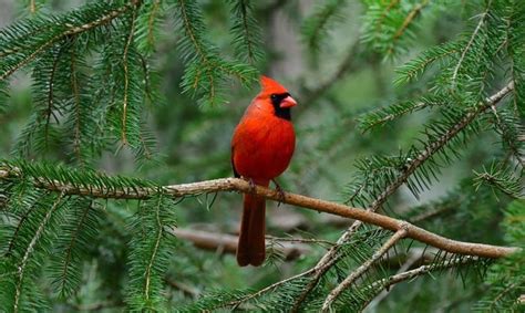What Is The State Bird Of North Carolina The Cardinal