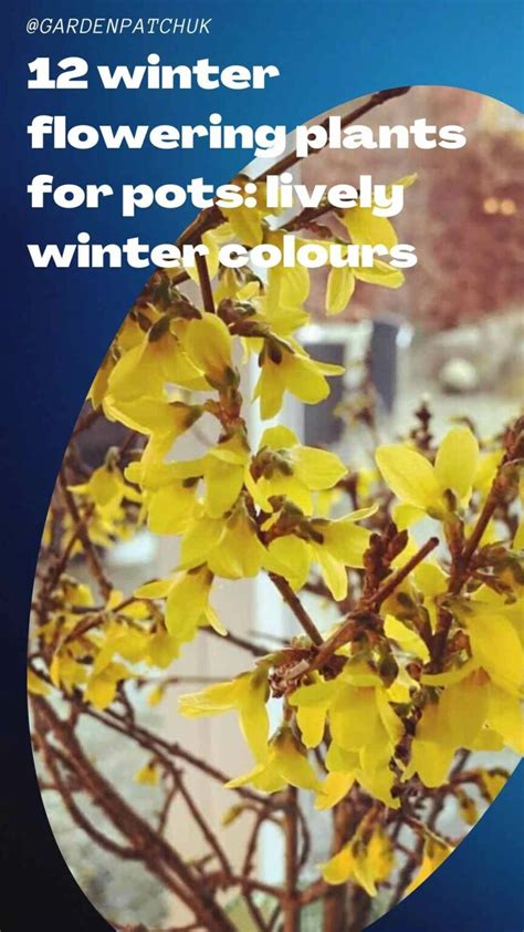 12 Best Winter Flowering Plants For Pots Lively Winter Colours