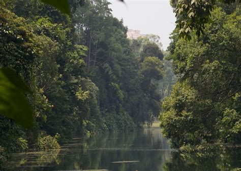 4 Nature Reserves In Singapore For Trails And Wildlife Honeykids Asia