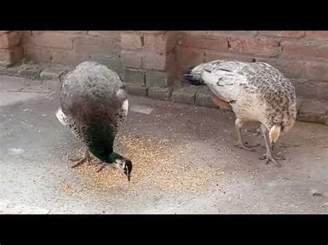 How peacock and chakor feedمور اور چکور کی خوراک کیا ھے مکمل تفصیل کے