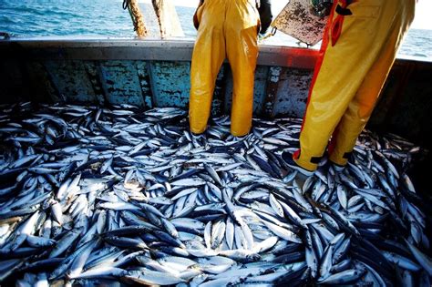 Overfishing Risks Ocean Deserts As Stocks Plummet
