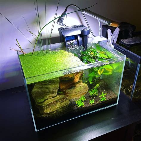 Simple Aquascape Tank Layout For Dummies Aquascape Aquarium Design