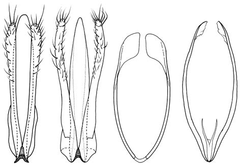 Aedeagus And Male Genital Segment Of Silisoptinus Singularicollis Pic