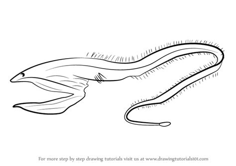 Learn How To Draw A Pelican Eel Fishes Step By Step Drawing Tutorials